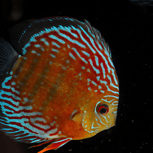 Semi Royal Barra Mansa