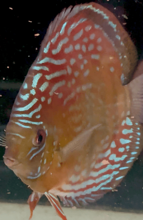 Semi Royal Barra Mansa