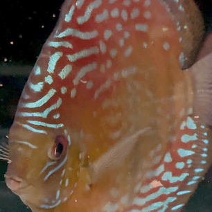 Semi Royal Barra Mansa