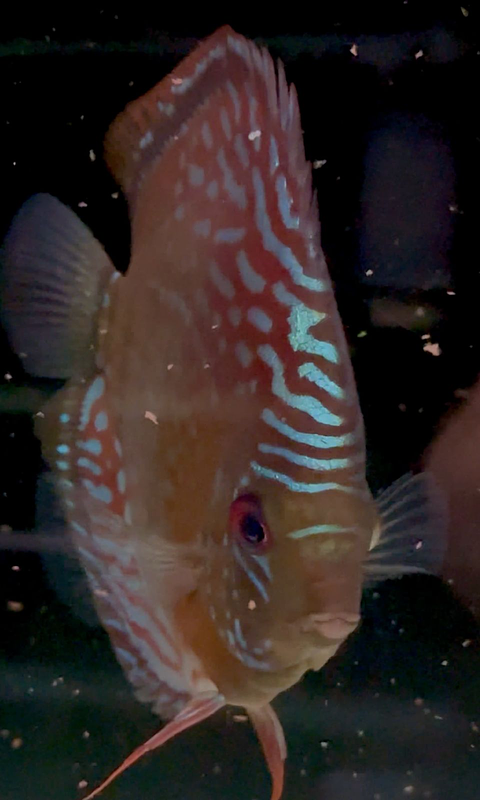 Semi Royal Barra Mansa