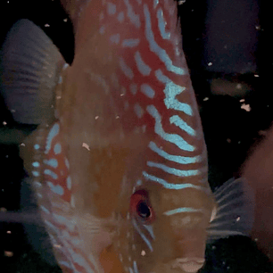 Semi Royal Barra Mansa