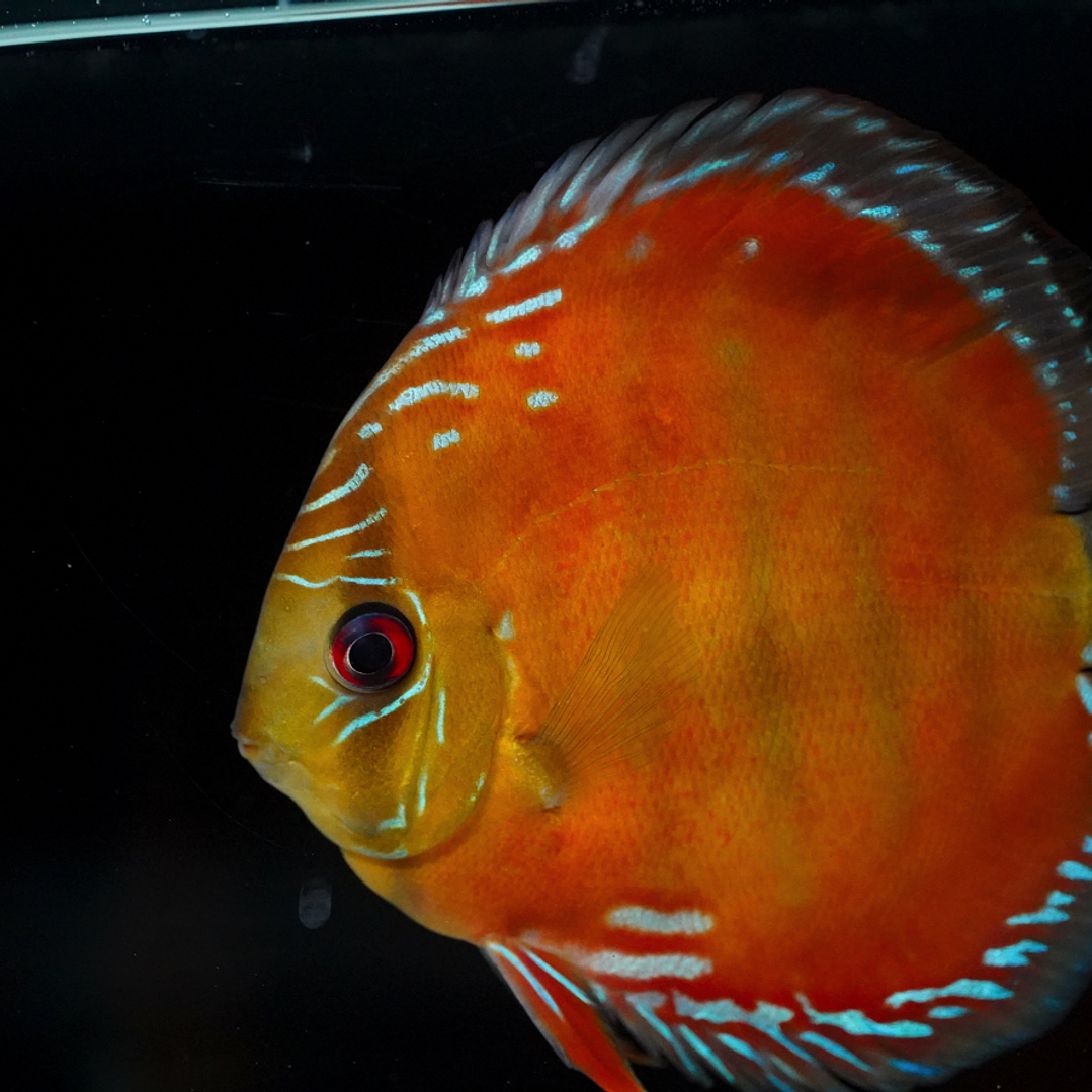 Barra Mansa Red Solid 1