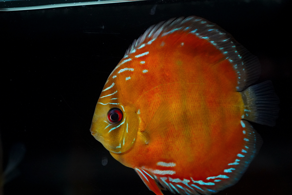 Barra Mansa Red Solid 1