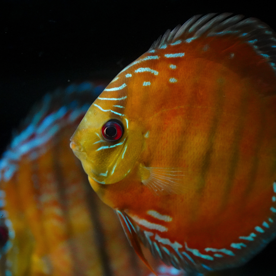 Barra Mansa Red Solid 6