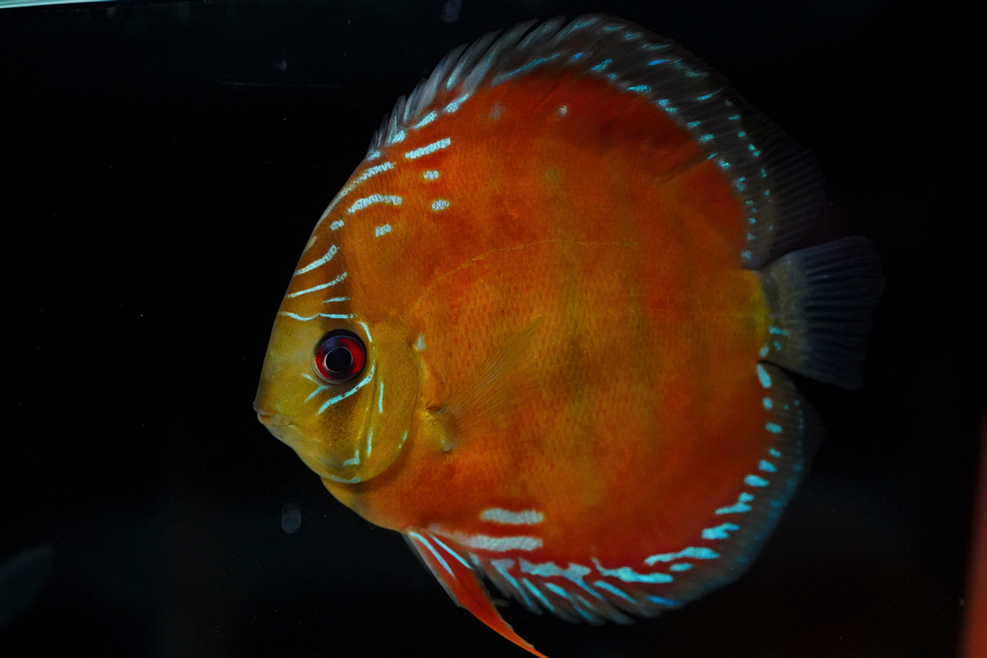 Barra Mansa Red Solid 3