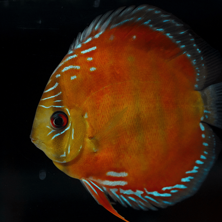 Barra Mansa Red Solid 3