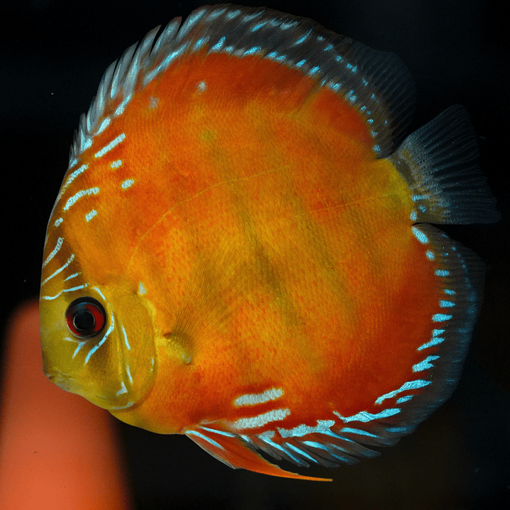 Barra Mansa Red Solid 4