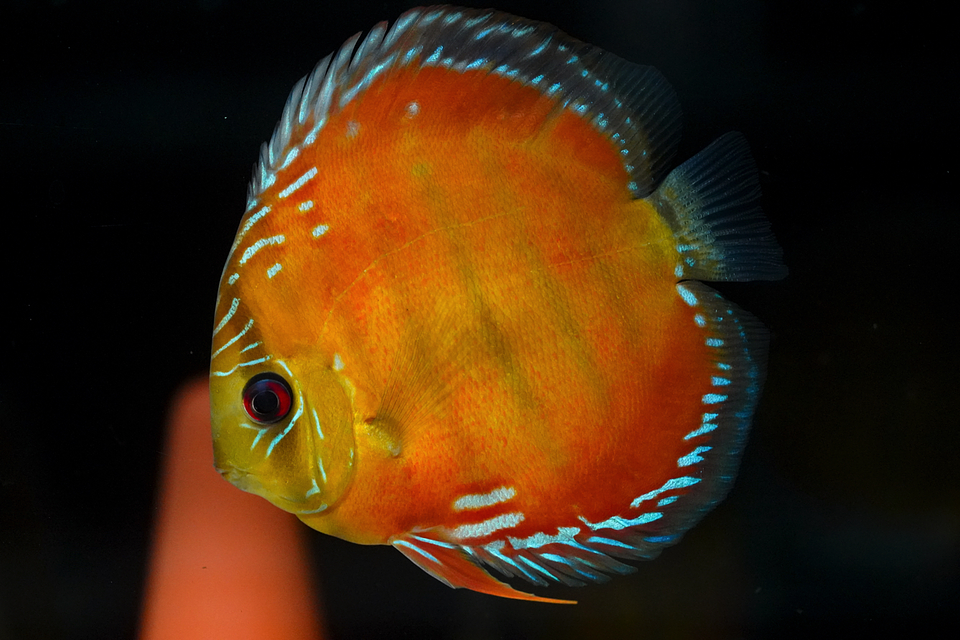 Barra Mansa Red Solid 4