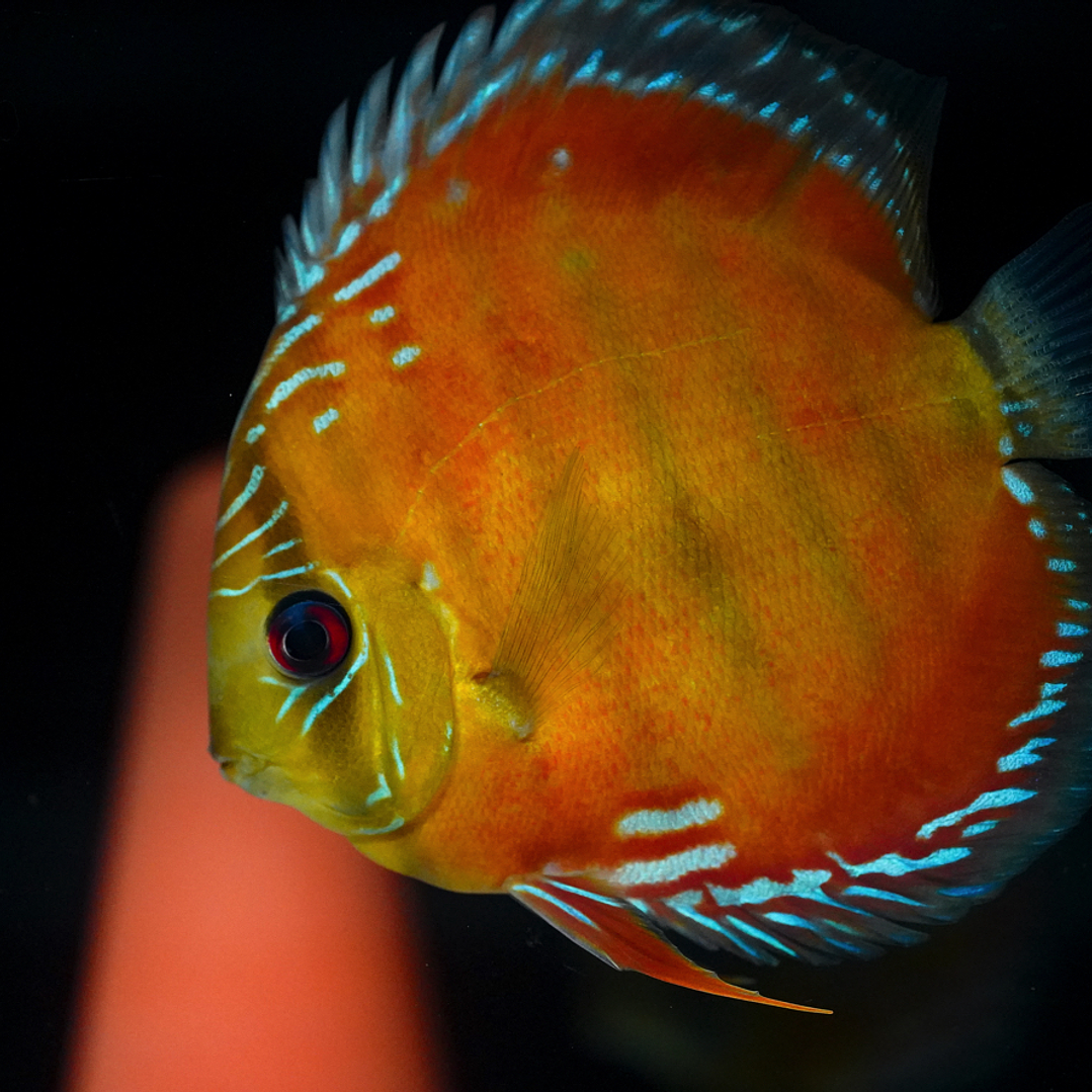 Barra Mansa Red Solid 8