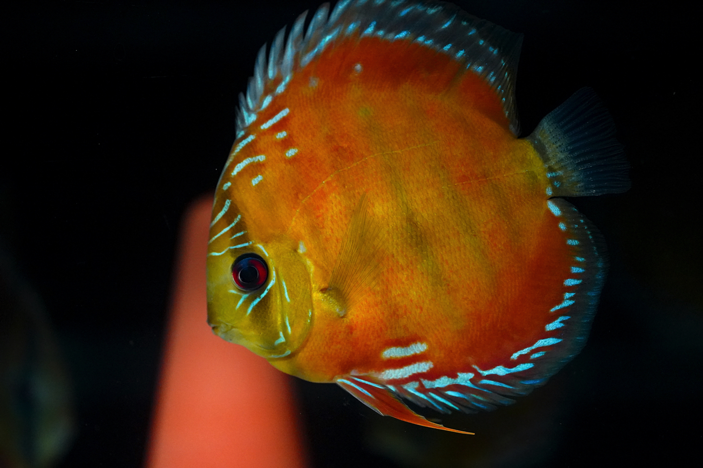 Barra Mansa Red Solid 8