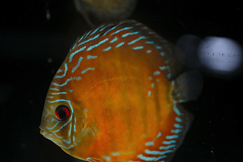 Semi Royal Barra Mansa