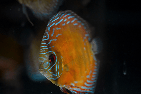 Semi Royal Barra Mansa