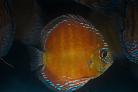 Red Solid Barra Mansa