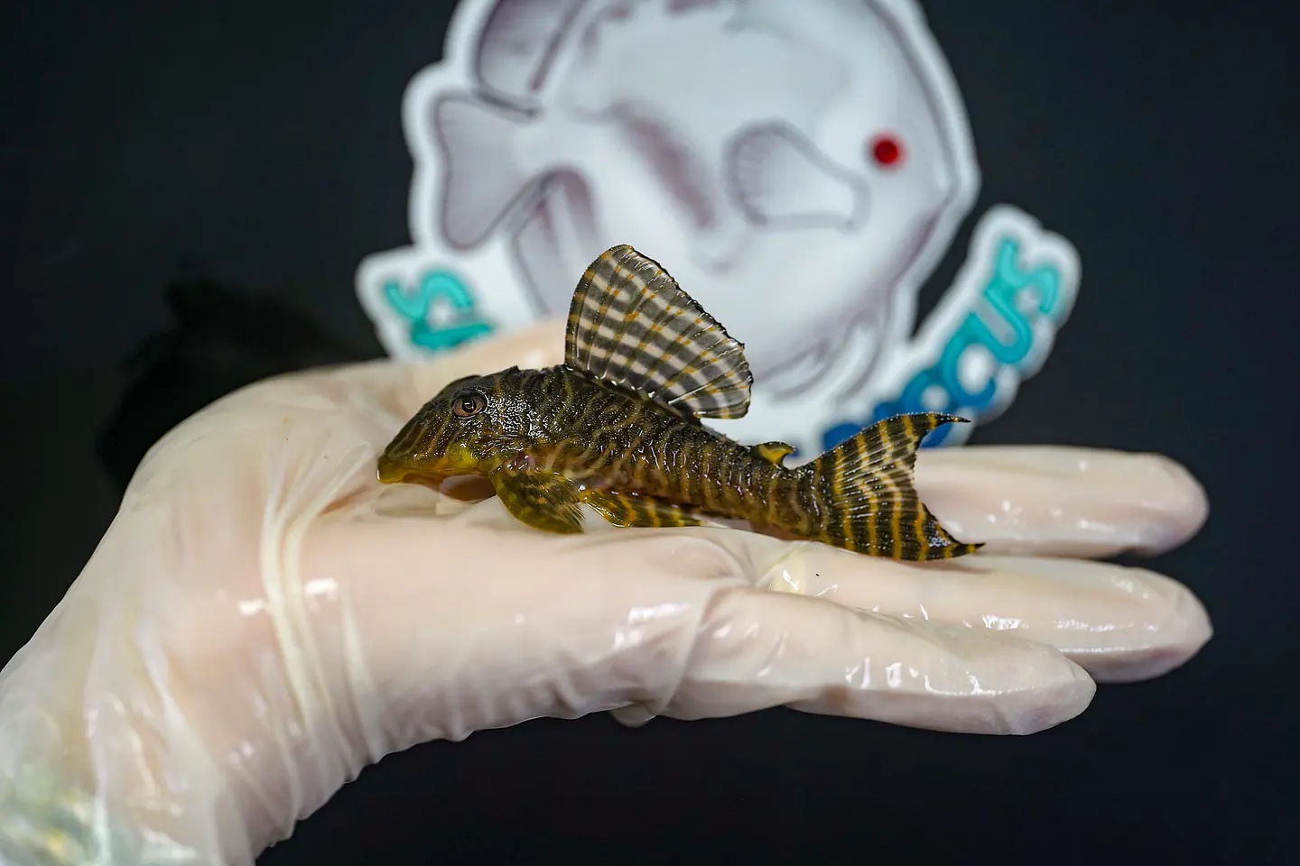 Hypancistrus seideli - L066 8-12 cm 3