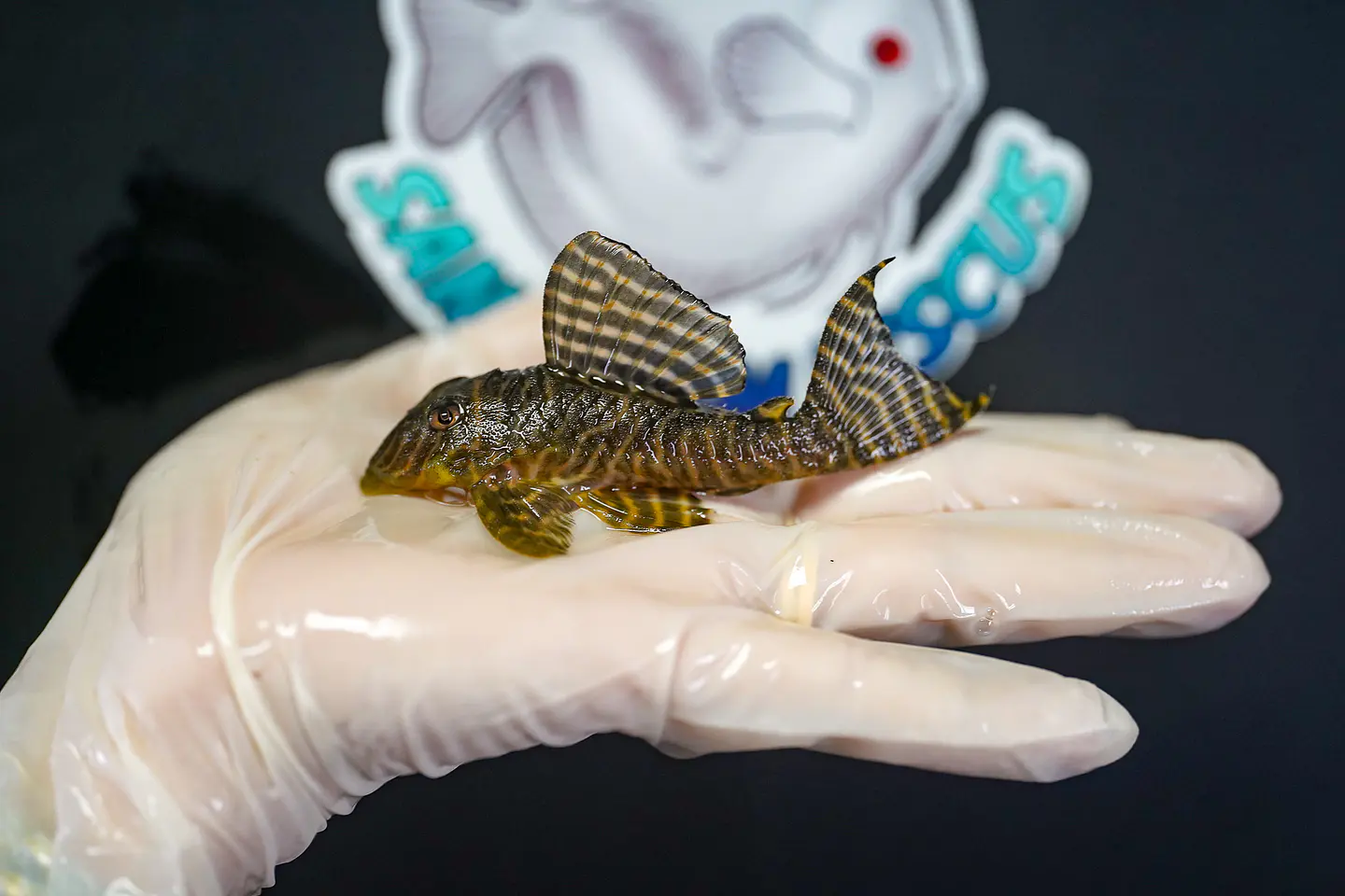 Hypancistrus seideli - L066 8-12 cm 5