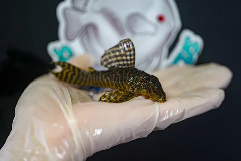 Hypancistrus seideli - L066 8-12 cm