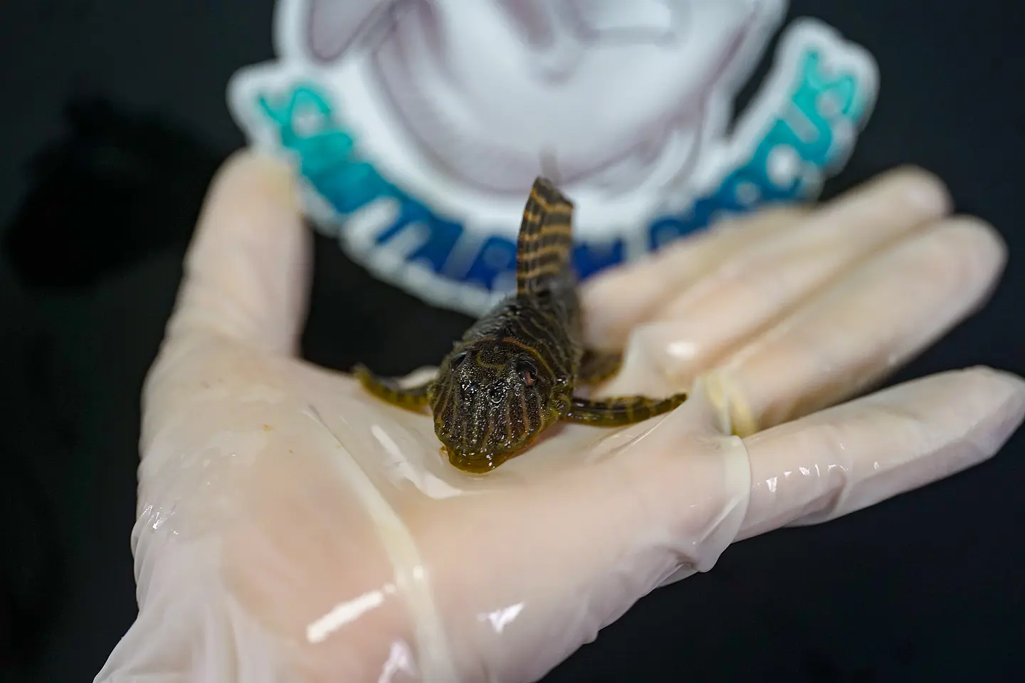 Hypancistrus seideli - L066 8-12 cm 7