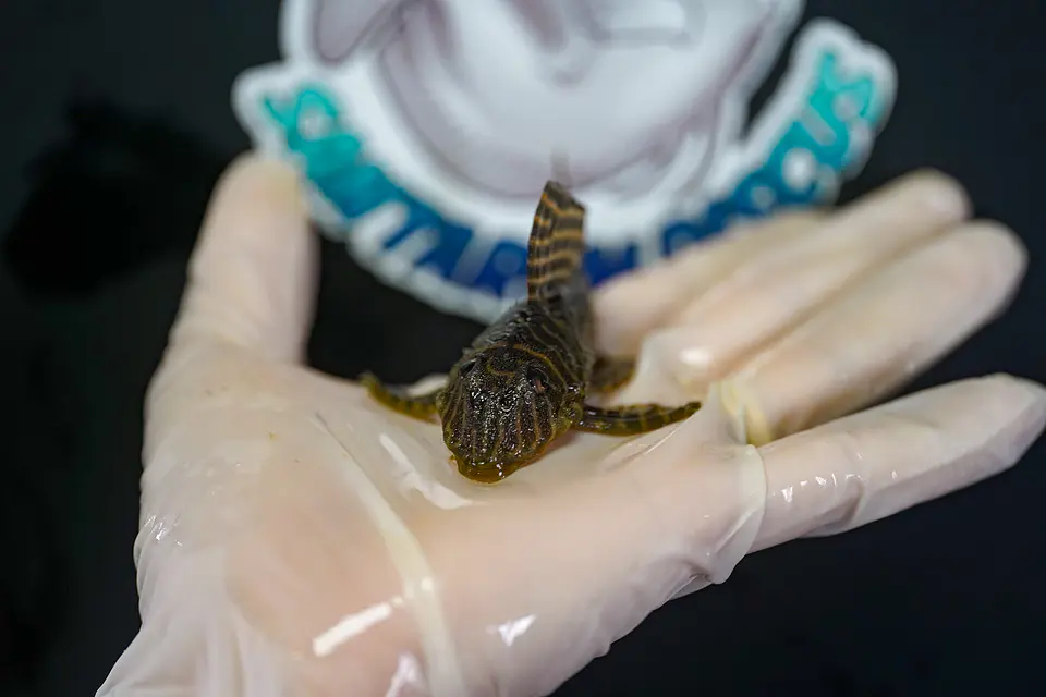 Hypancistrus seideli - L066 8-12 cm 7