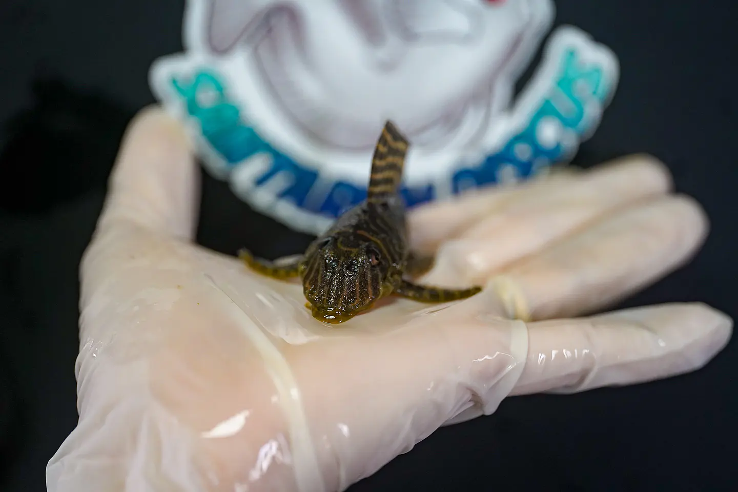 Hypancistrus seideli - L066 8-12 cm 4