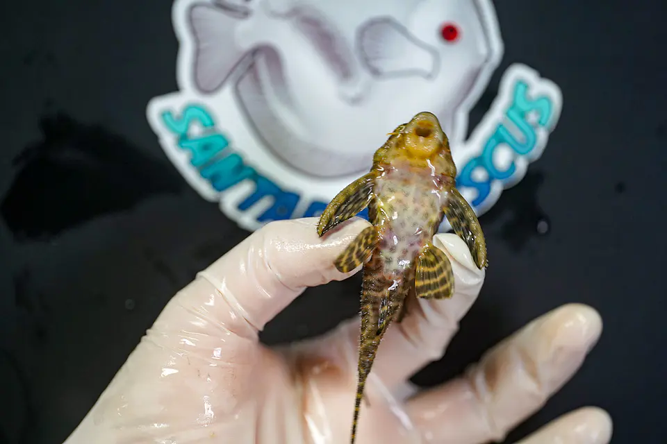 Hypancistrus seideli - L066 8-12 cm 6