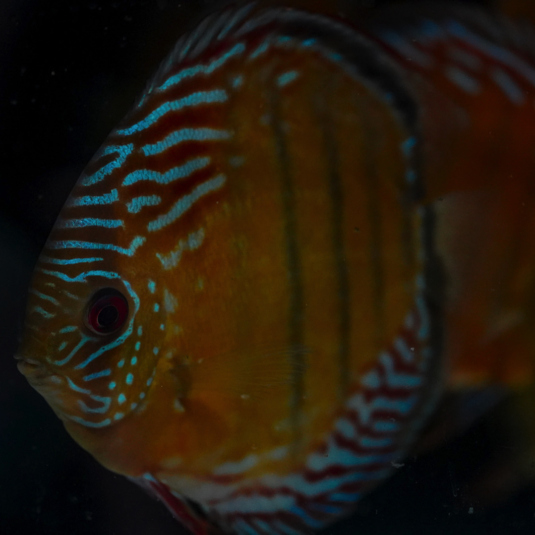 Semi Royal Inanú 10