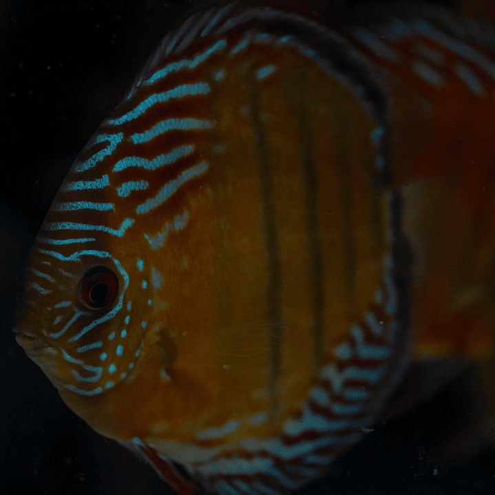 Semi Royal Inanú 10