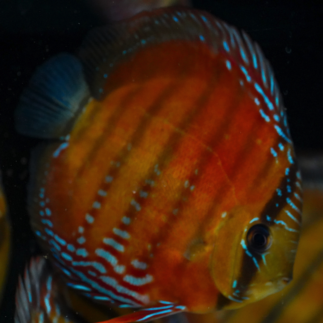 Red Solid  Óbidos 1