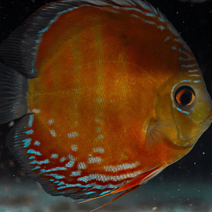 Red Solid Barra Mansa