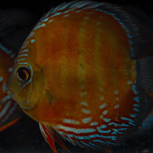 Red Solid Barra Mansa