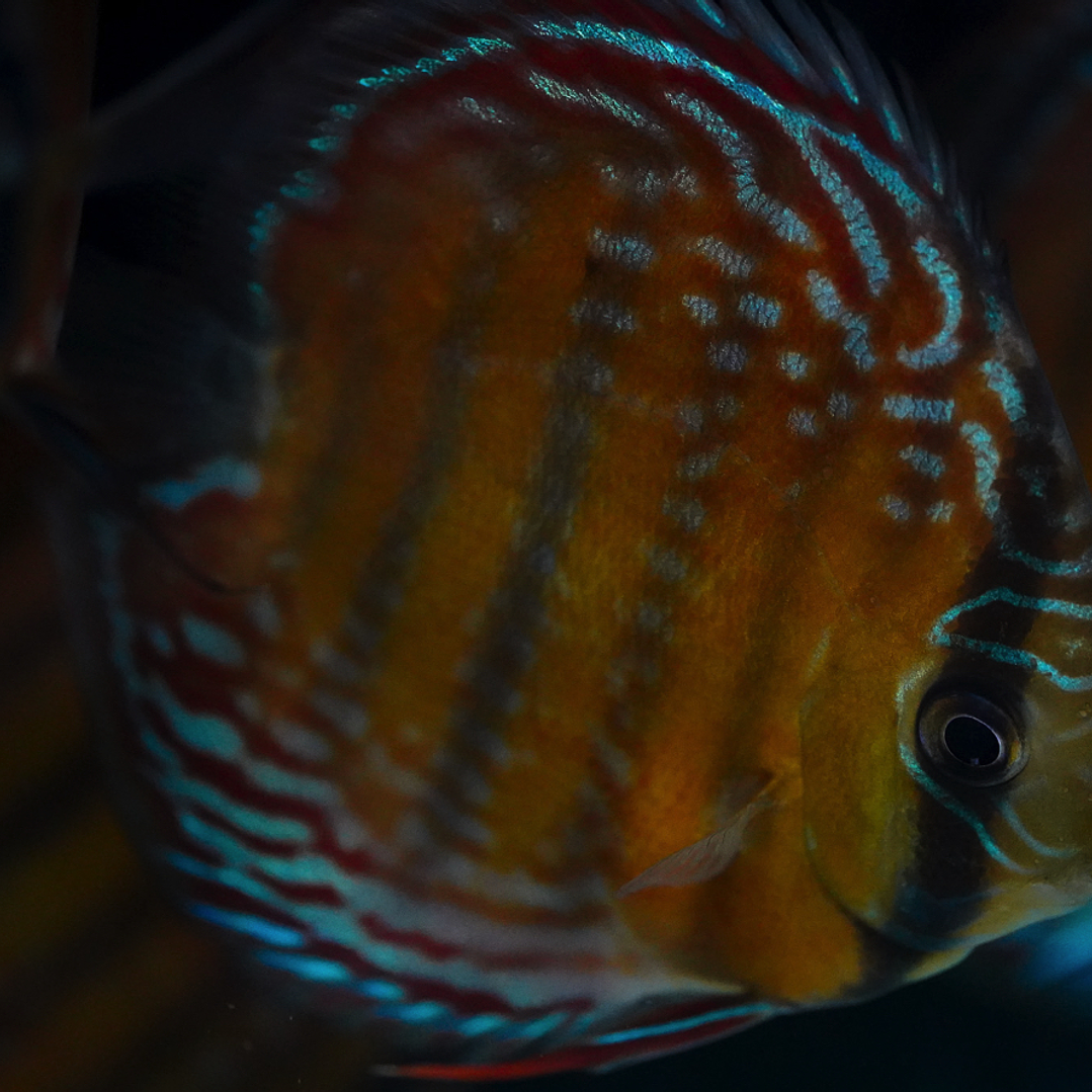 Semi Royal Barra Mansa 1