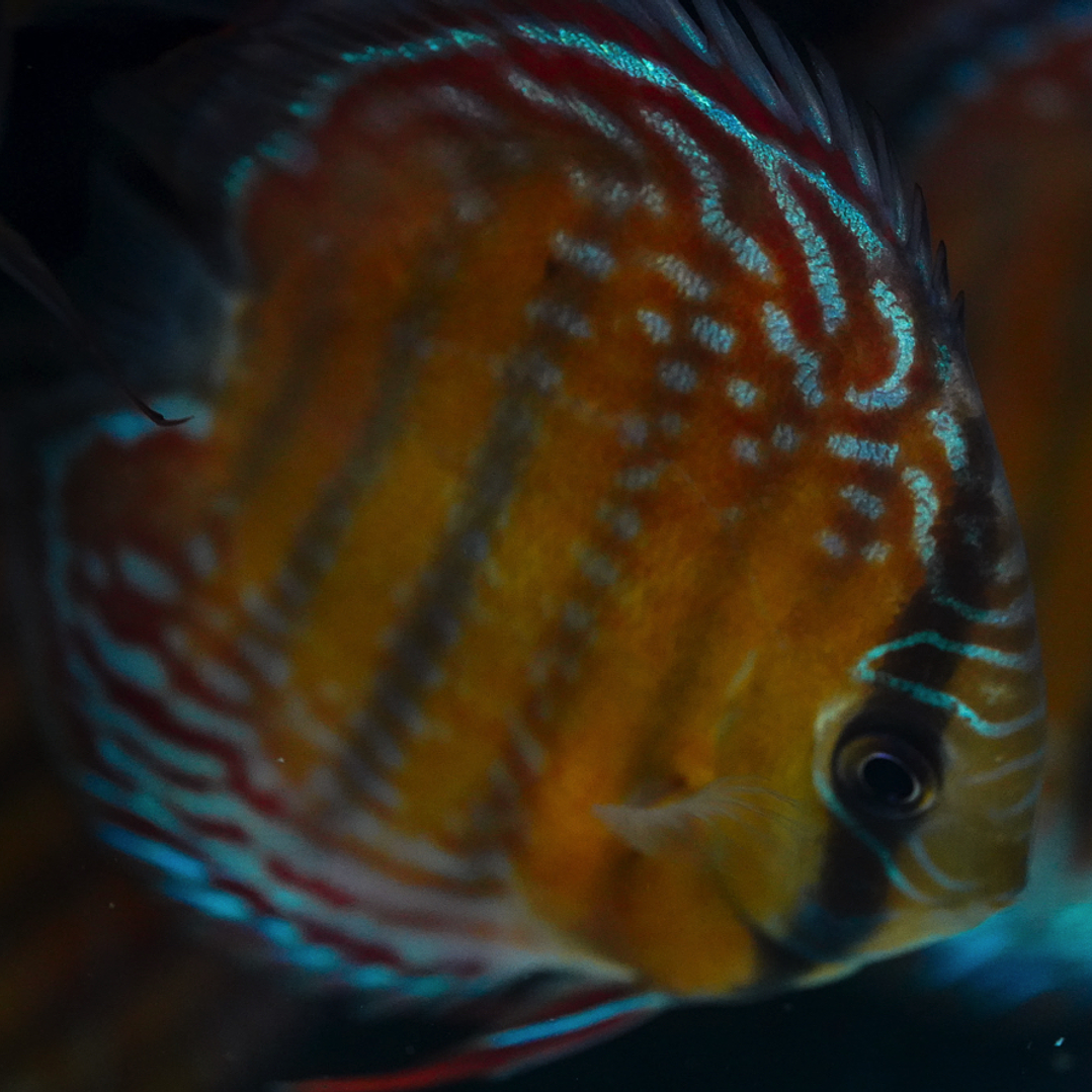 Semi Royal Barra Mansa 6