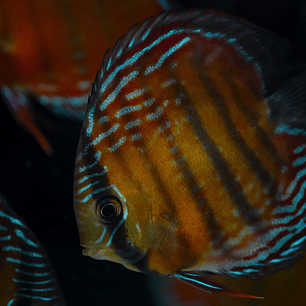 Semi Royal Barra Mansa