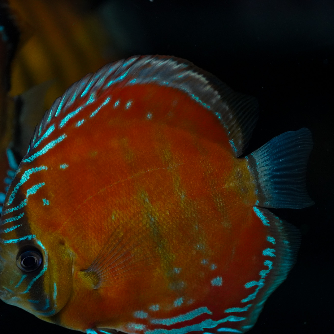 Cuipeua Red Solid 12