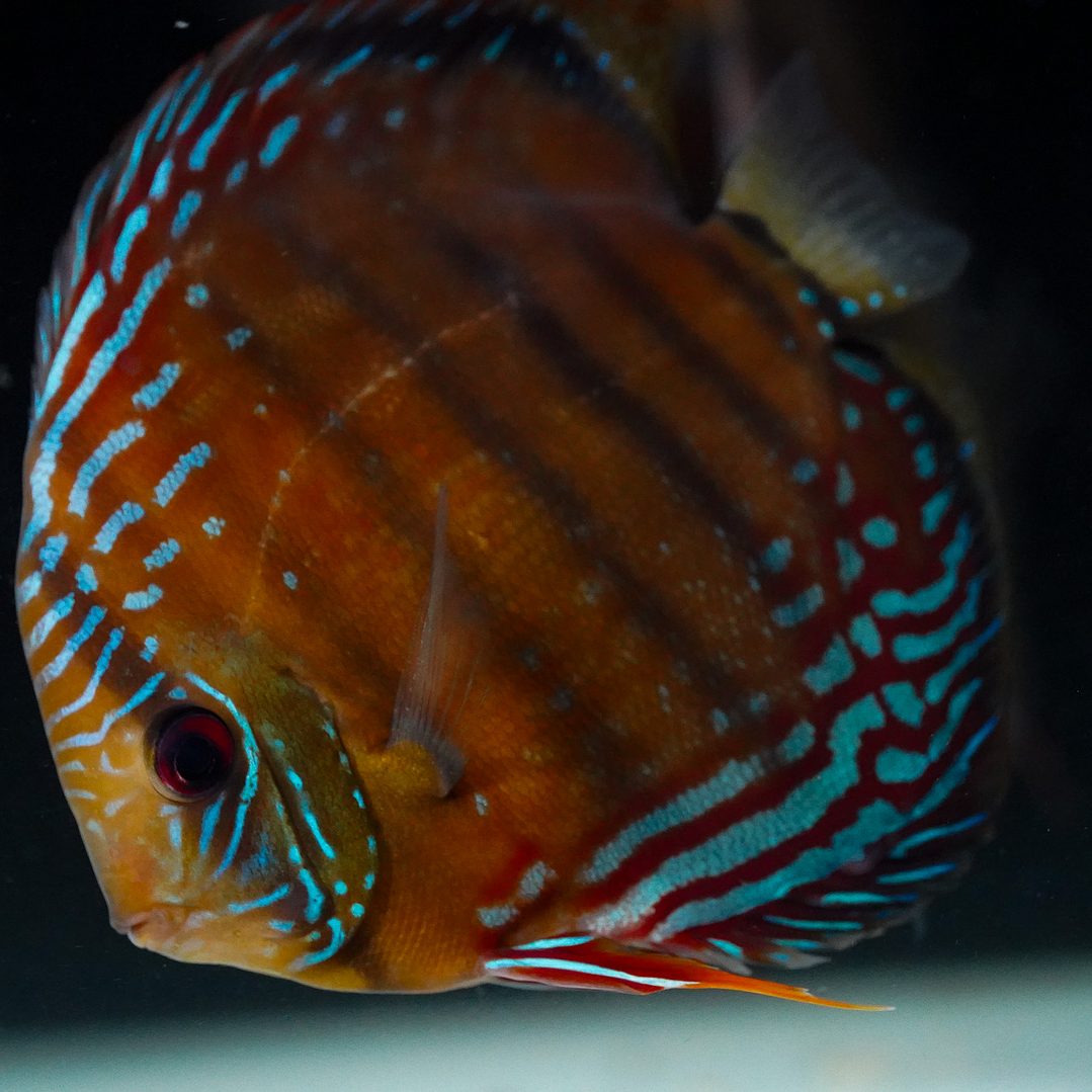 Cuipeua Semi Royal 2