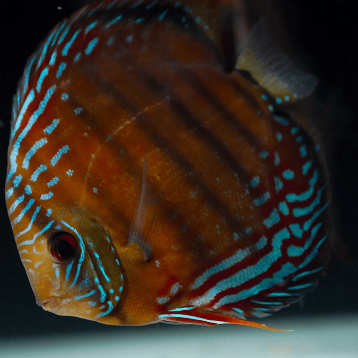 Cuipeua Semi Royal 2