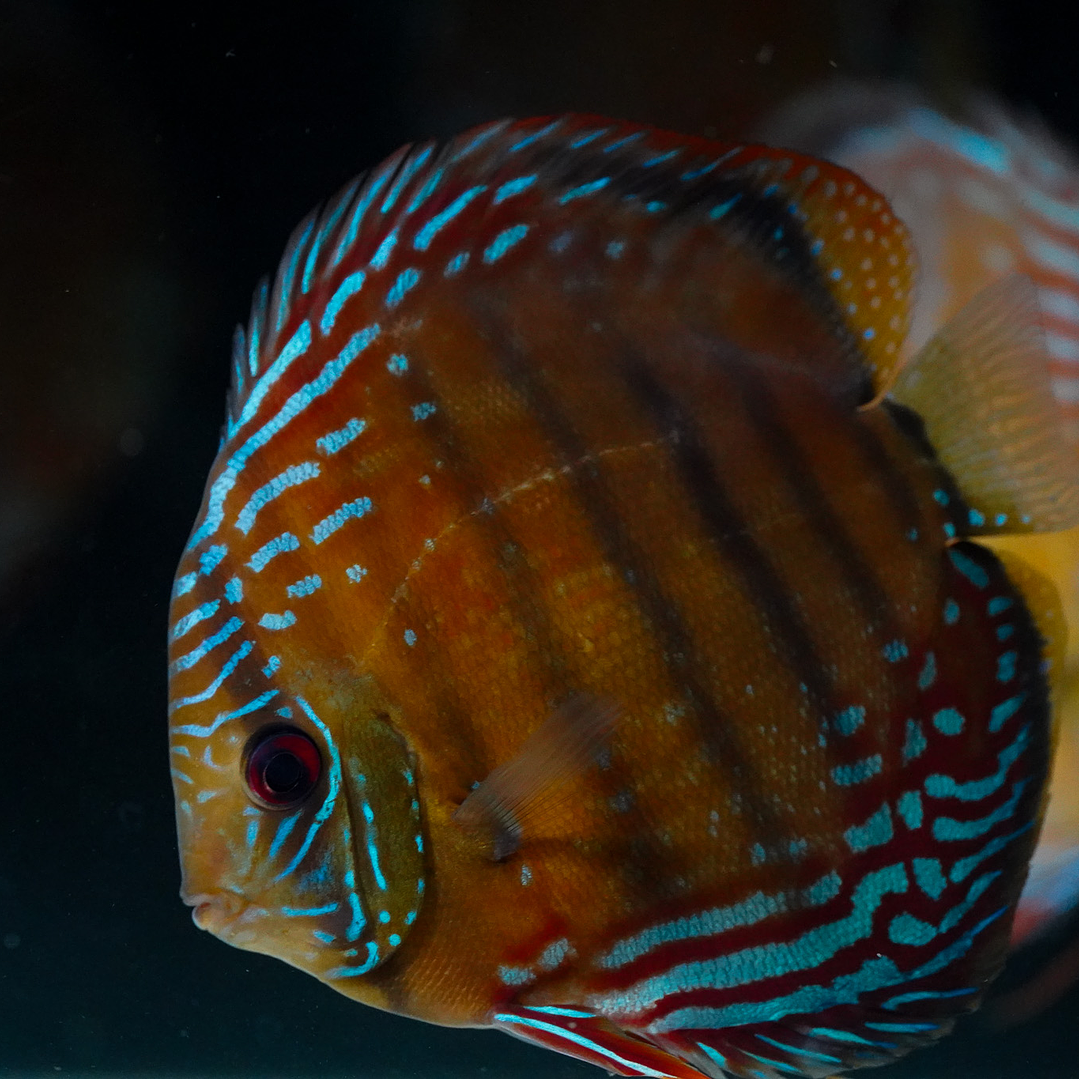 Cuipeua Semi Royal 3