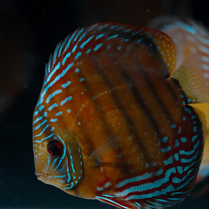 Cuipeua Semi Royal 3