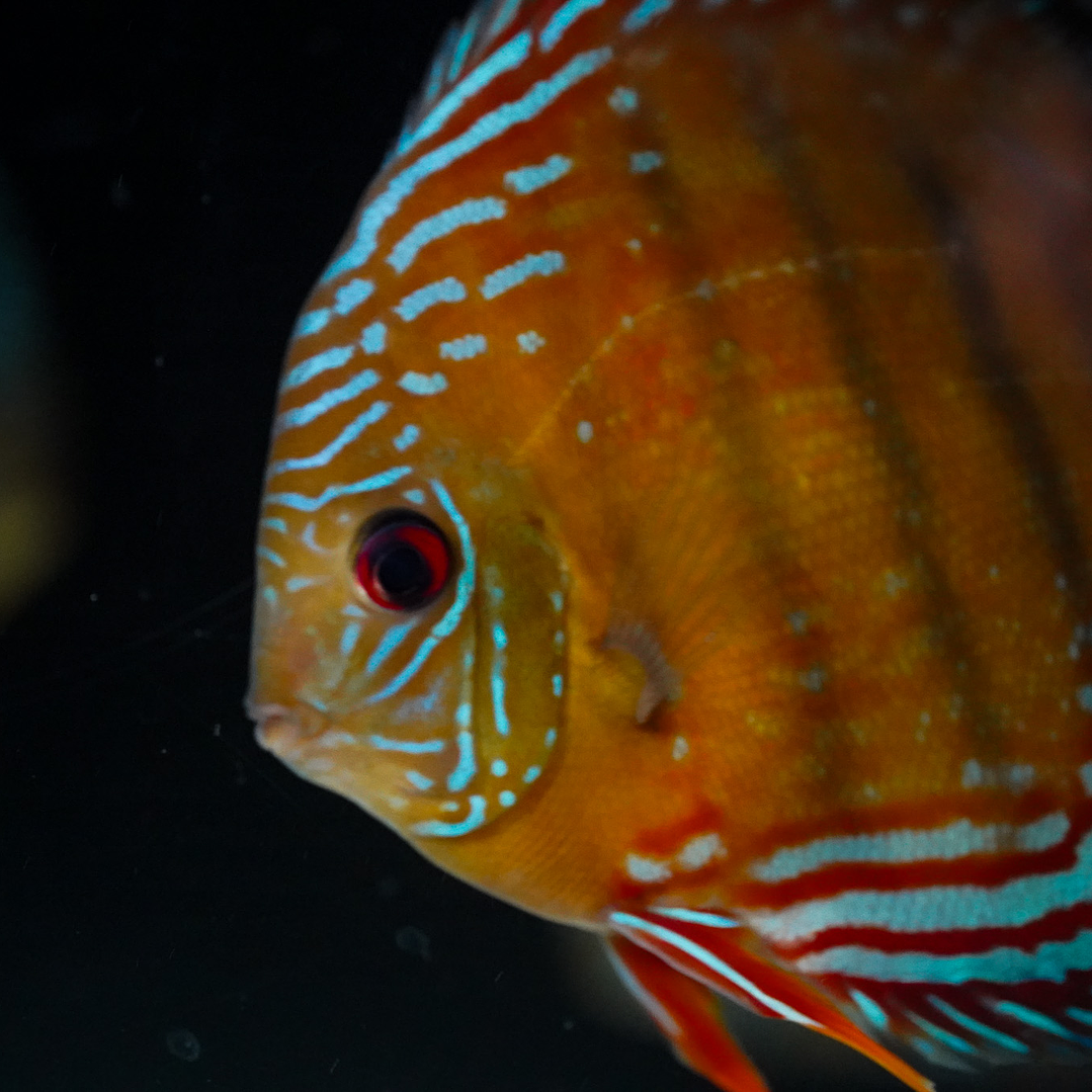 Cuipeua Semi Royal 5