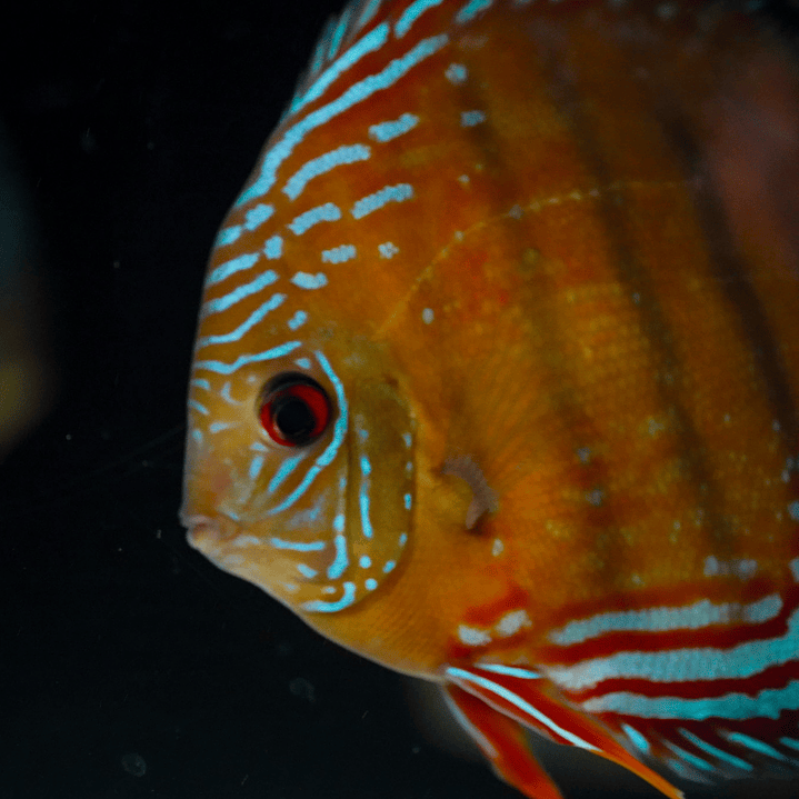 Cuipeua Semi Royal 5