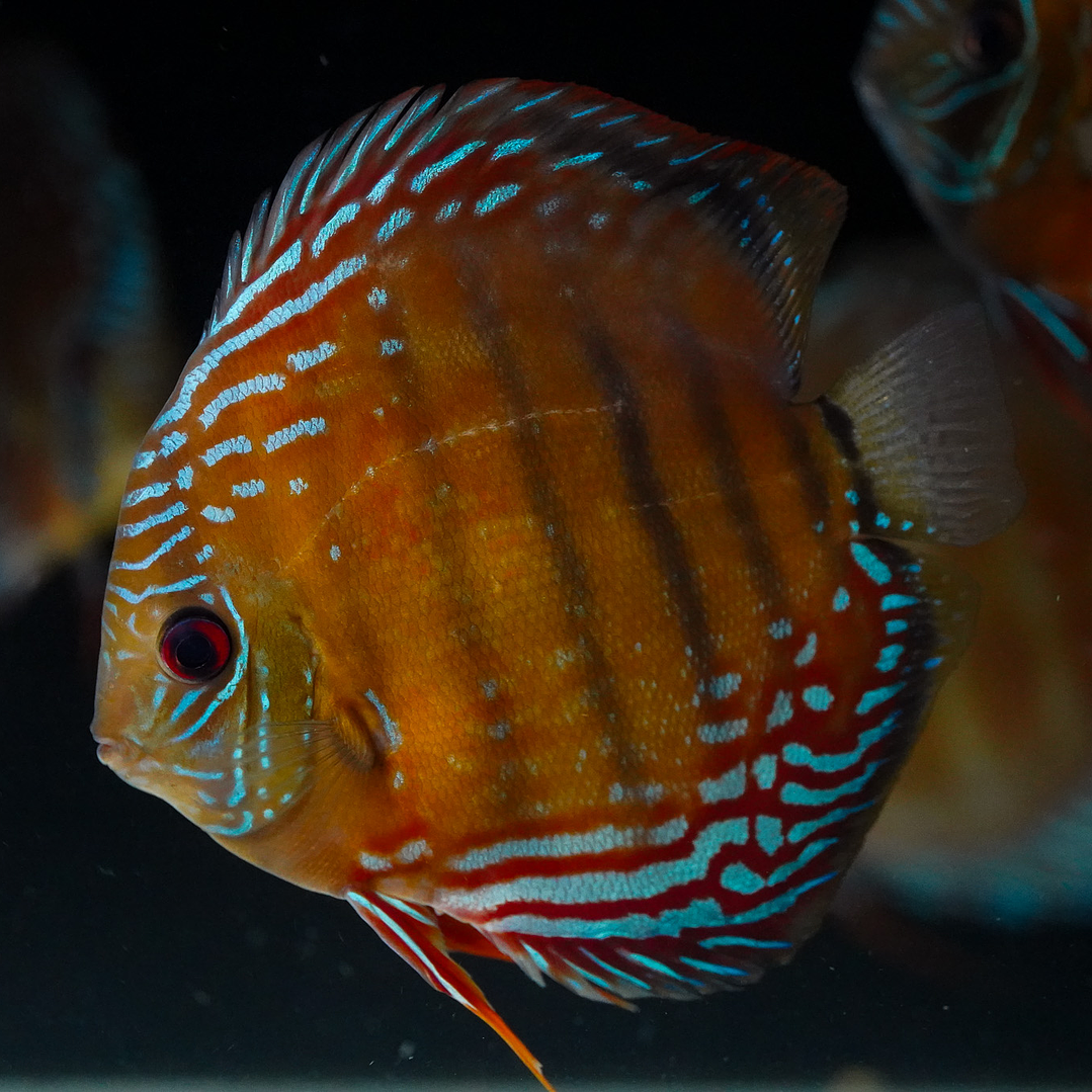 Cuipeua Semi Royal 6