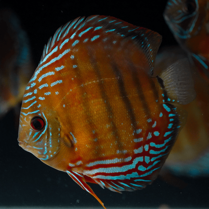 Cuipeua Semi Royal 6