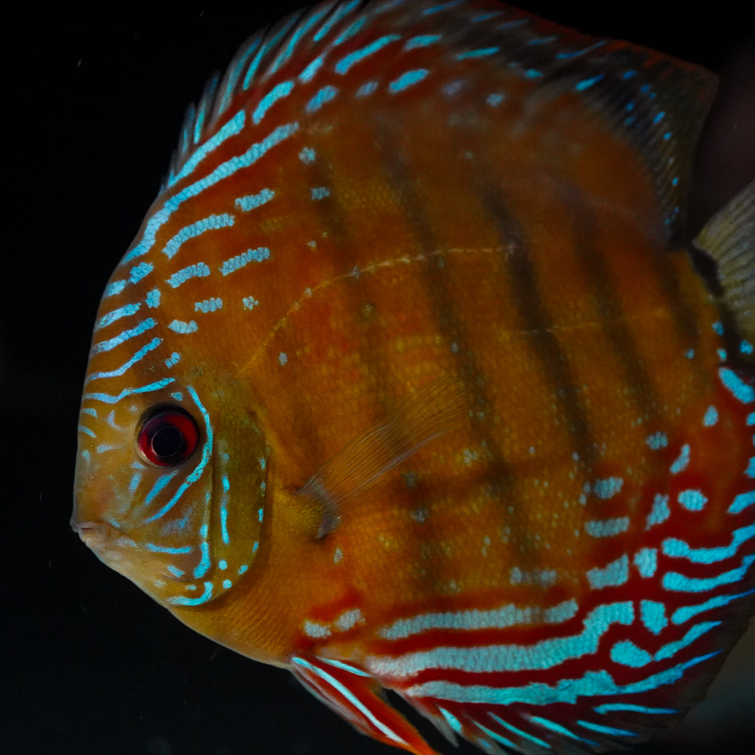 Cuipeua Semi Royal 4