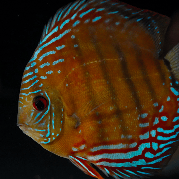 Cuipeua Semi Royal 4