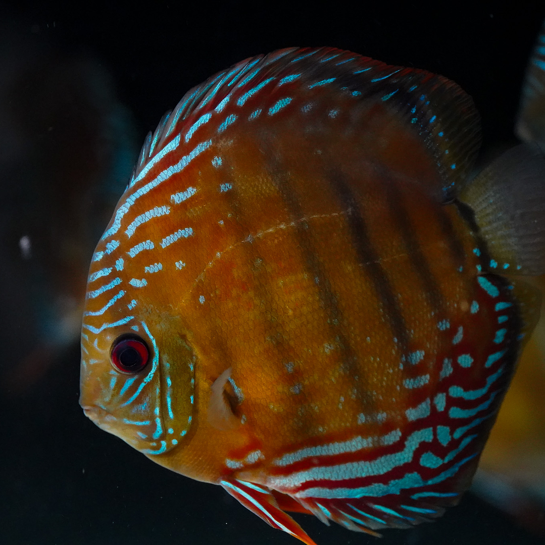 Cuipeua Semi Royal 7