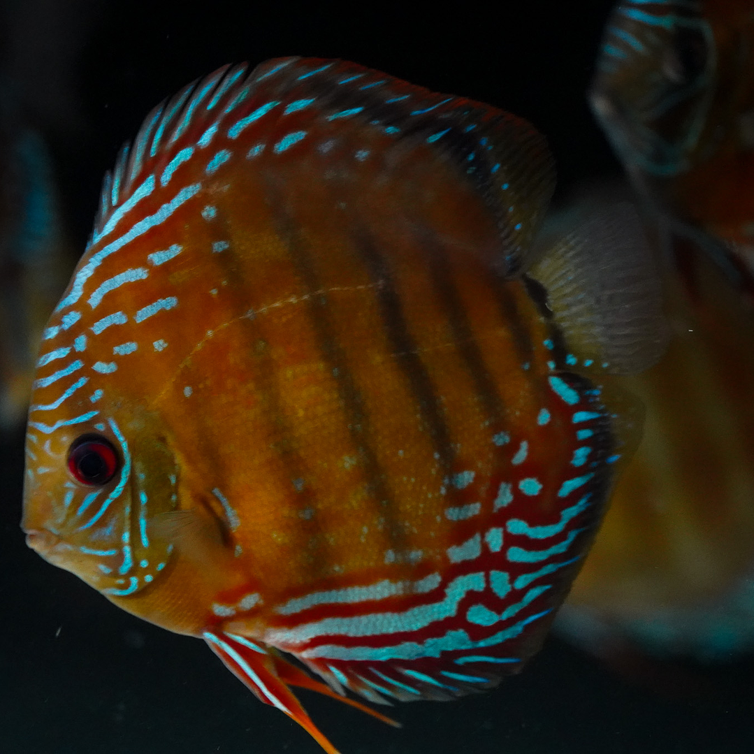 Cuipeua Semi Royal 8