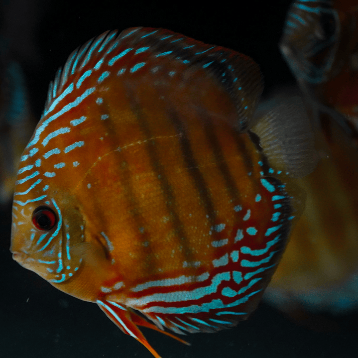 Cuipeua Semi Royal 8