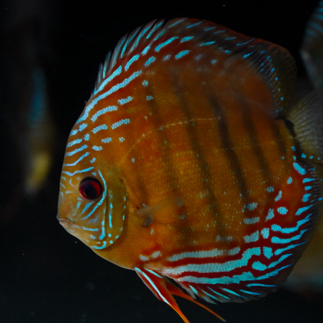 Cuipeua Semi Royal 9