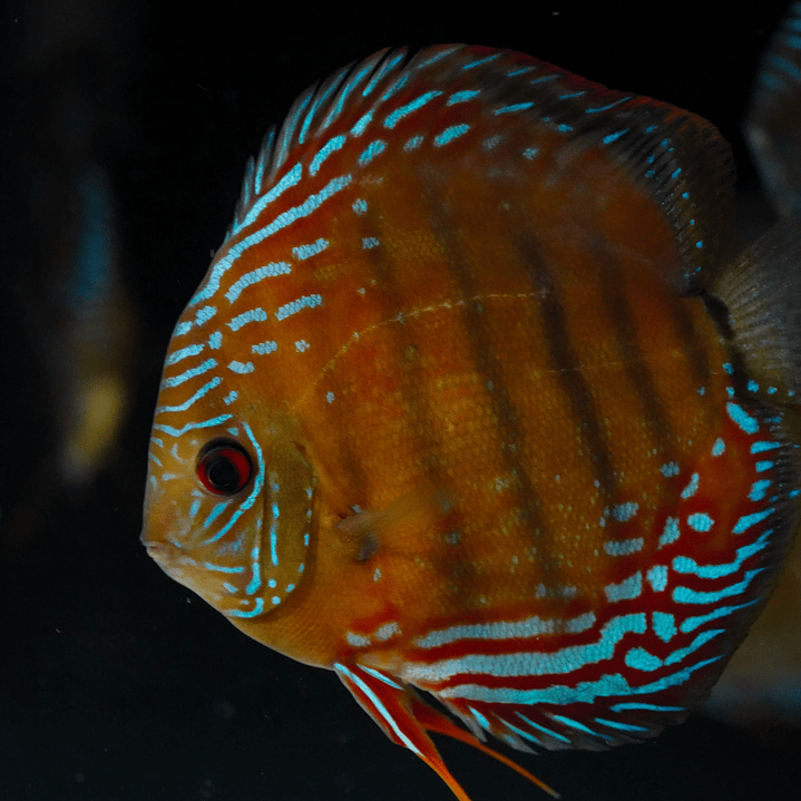 Cuipeua Semi Royal 9