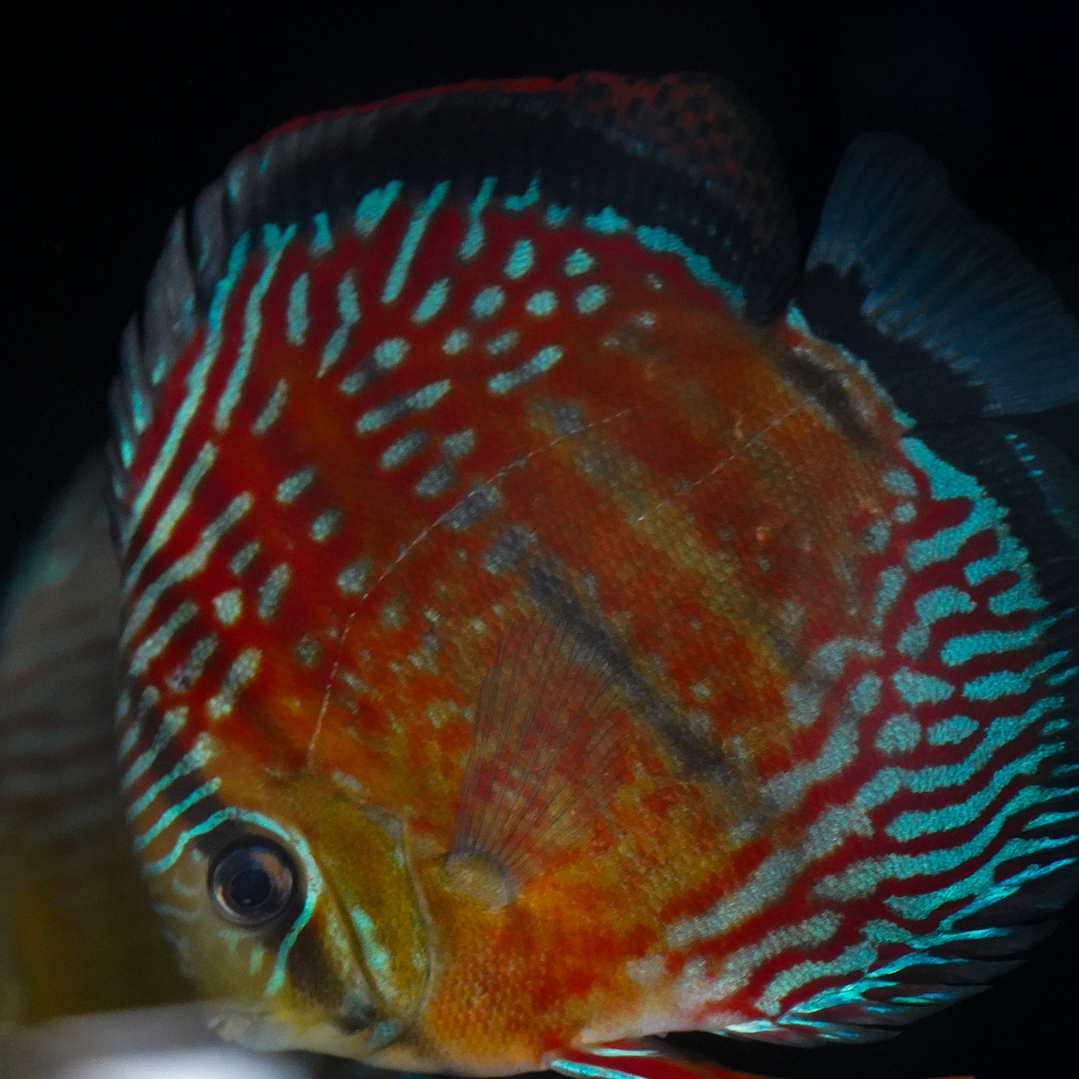 Semi Royal Inanú  5