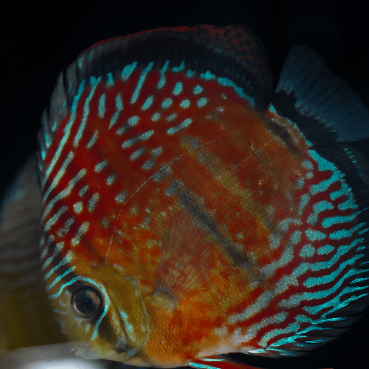 Semi Royal Inanú  5